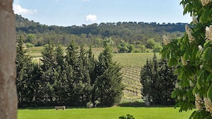 A vineyard with rows of grapevines, a grassy field, and a hill with trees in the background. - 1 bedroom nice home in Carnas (Carnas)