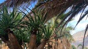 Un jardín con palmeras, un farol y una jardinera de piedra.