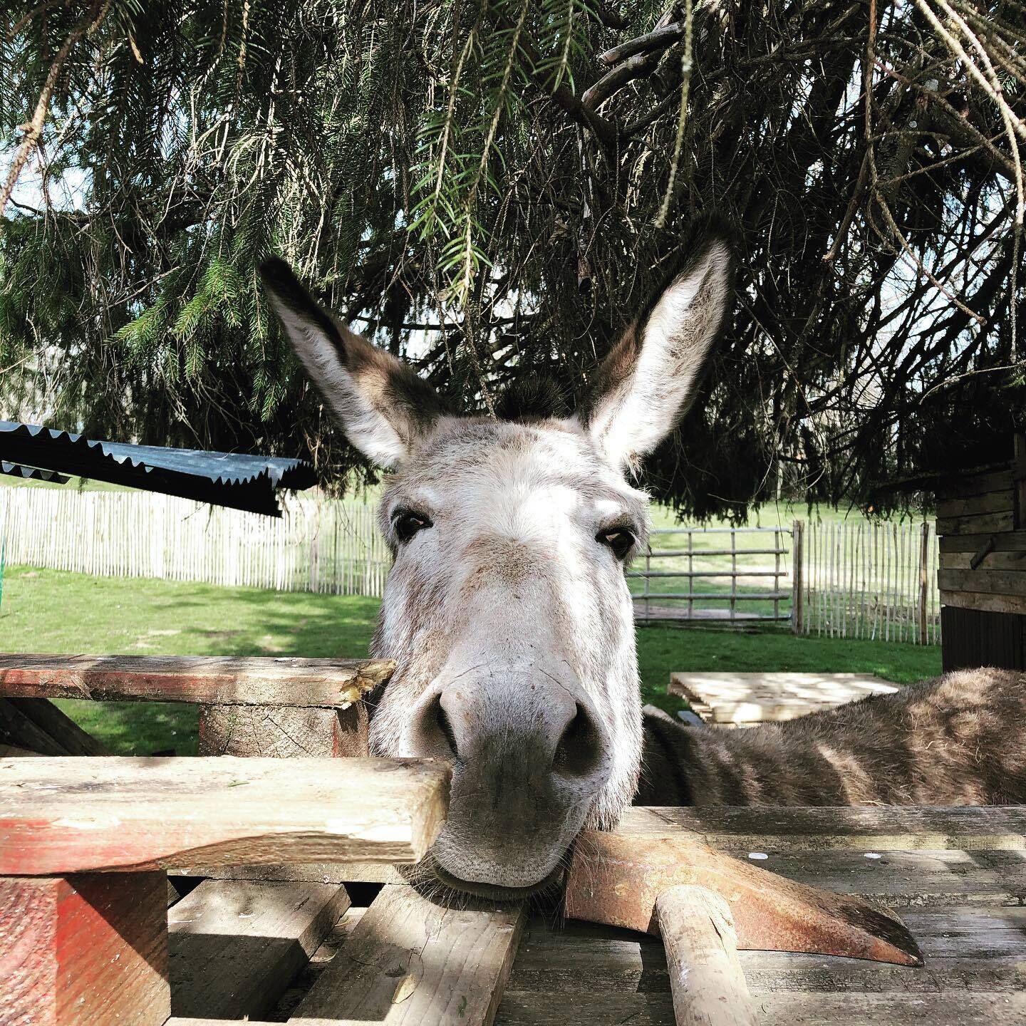A donkey behind a wooden fence with a tree overhead.