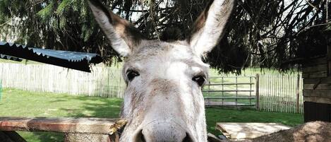A donkey behind a wooden fence with a tree overhead.
