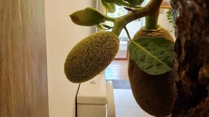 A bathroom with a toilet, a sink, and a plant with large, round fruits.