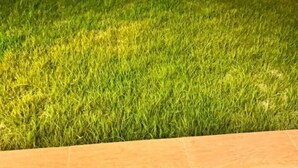 A small, enclosed area with artificial grass, bordered by a tiled edge. - Everluxe Residence  (Abidjan)