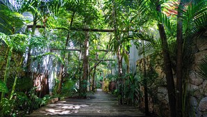 Un sentier en bois bordé d’une végétation luxuriante et de murs de pierre, qui traverse un jardin tropical.