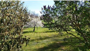 Un parc où l’on trouve différentes espèces d’arbres, dont un arbre aux fleurs blanches.