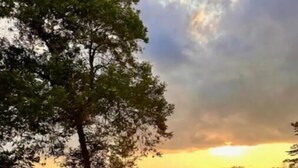 Una tranquilla scena con un lago, un grande albero, un molo e acque calme che riflettono il cielo.
