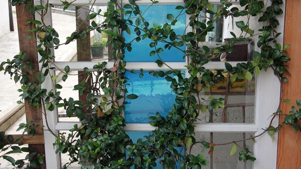 A vertical garden climbing a white wooden structure with a blue door, surrounded by potted plants. - Appartamento Simona Comfort&relax in Centro Paese (Castiglione dei Pepoli)