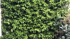 A table with chairs and potted plants in front of a dense green hedge. - Appartamento Simona Comfort&relax in Centro Paese (Castiglione dei Pepoli)