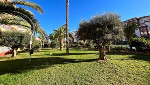 A well-maintained grassy area with palm trees and a tall palm tree in the center.