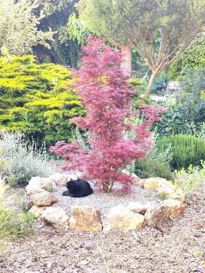 A garden with a tree, rocks, and a black cat. - La Méridienne - Lorgues (LORGUES)