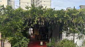 A red carpet leading to a building entrance, surrounded by greenery and potted plants. - Hotel Pasaje Solar (Buenos Aires)
