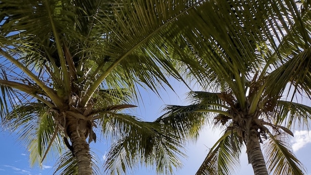 Una playa con palmeras, una cerca blanca y barcos en el agua.