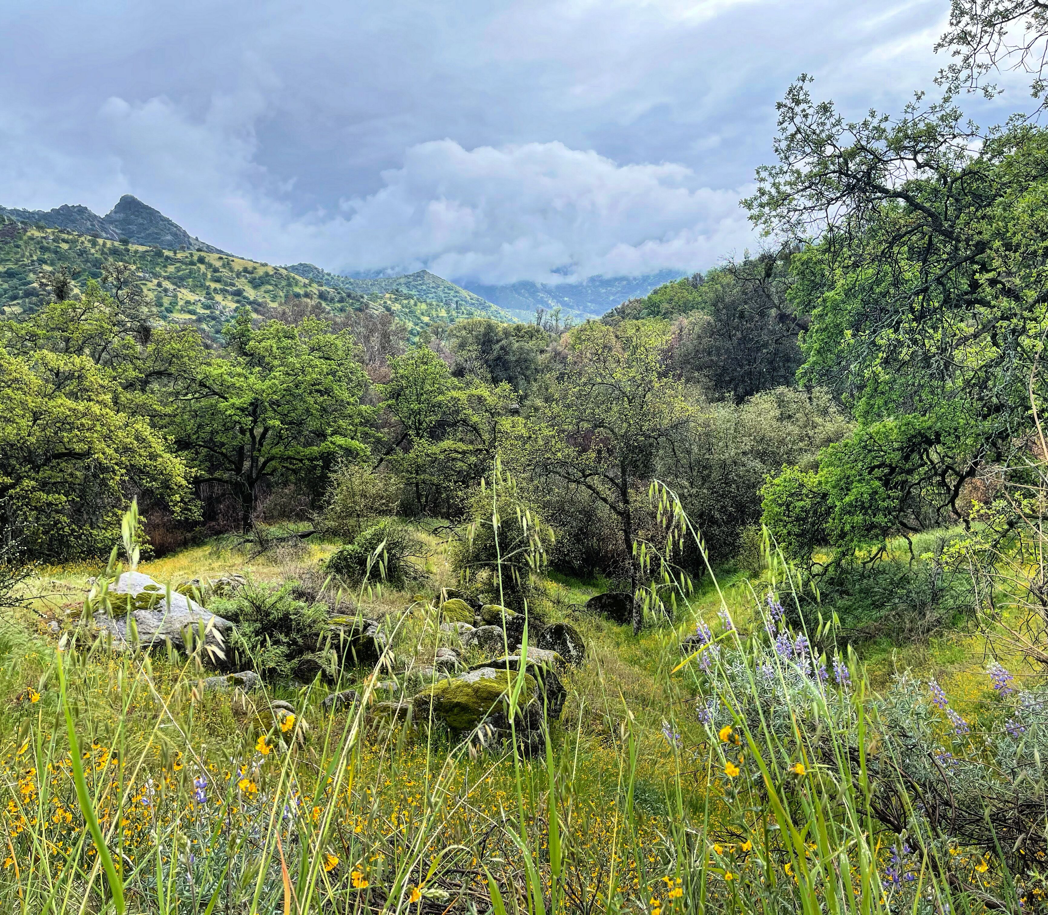 Un paysage verdoyant et luxuriant, parsemé d’une variété d’arbres et d’arbustes, avec un petit ruisseau et une montagne en arrière-plan.