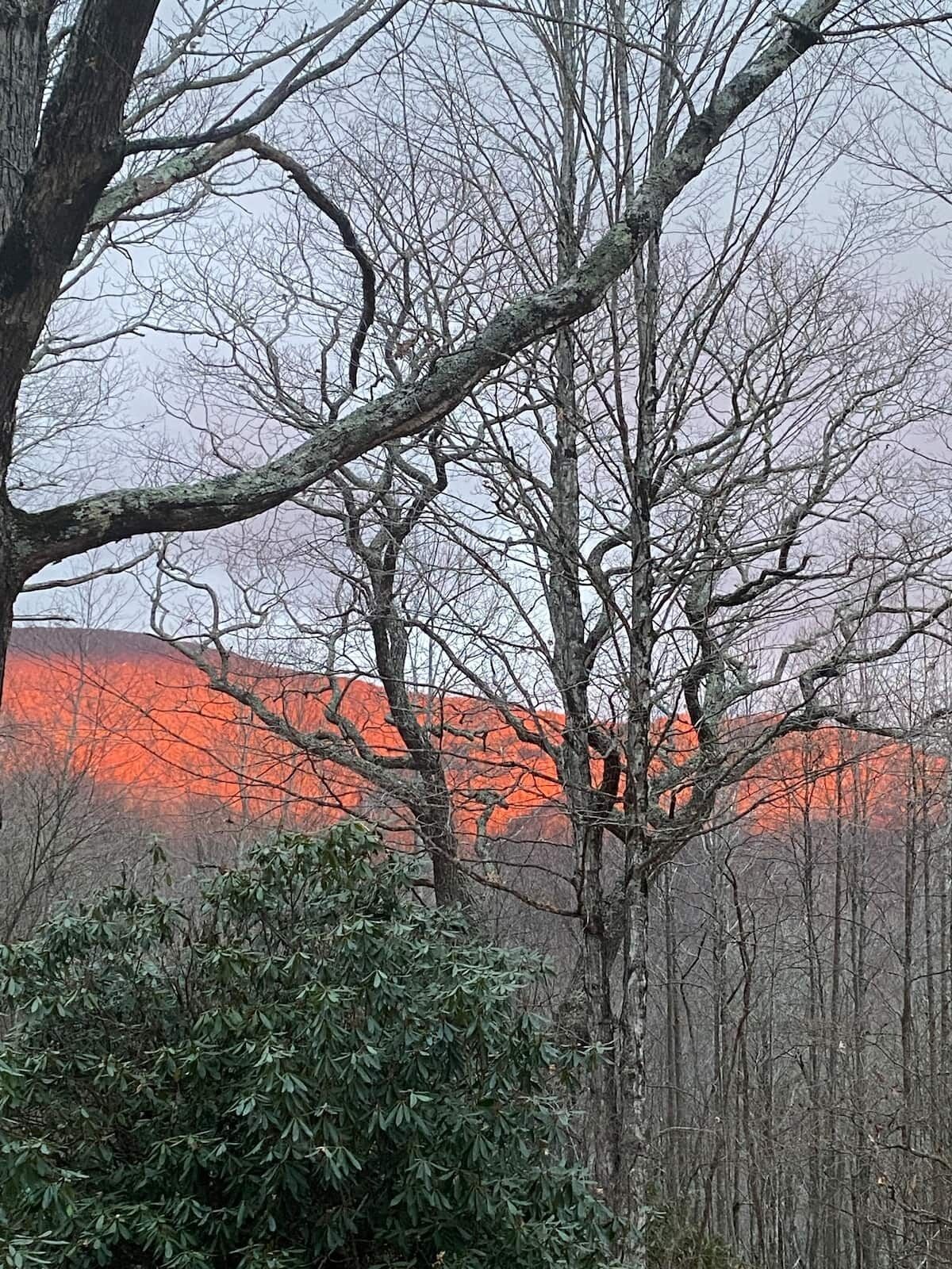 Een bebost gebied met kale bomen en een vergezicht op een rood aangelopen landschap.
