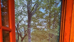 A wooden deck with a view of a forest.