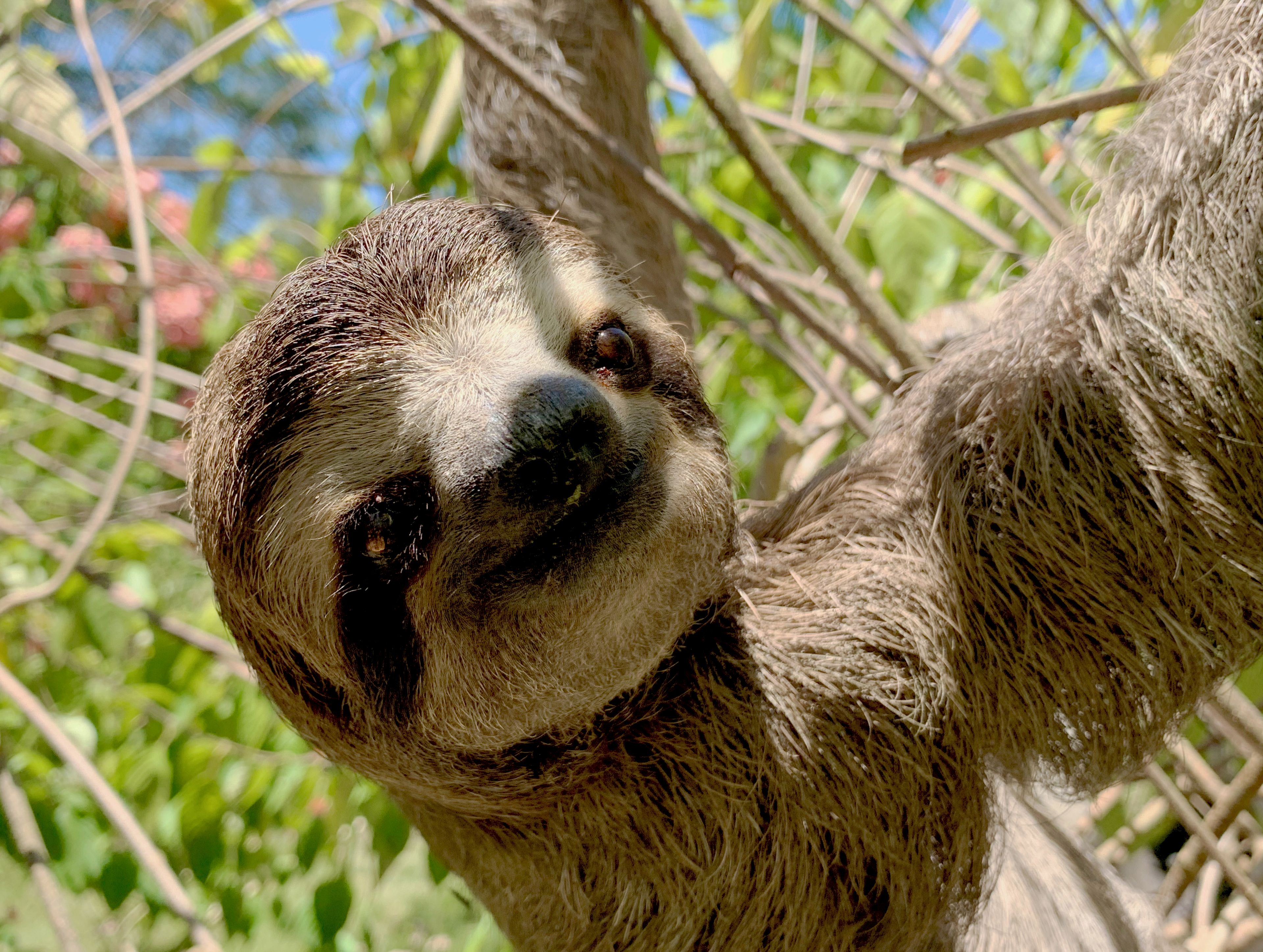 A sloth hanging from a tree branch.
