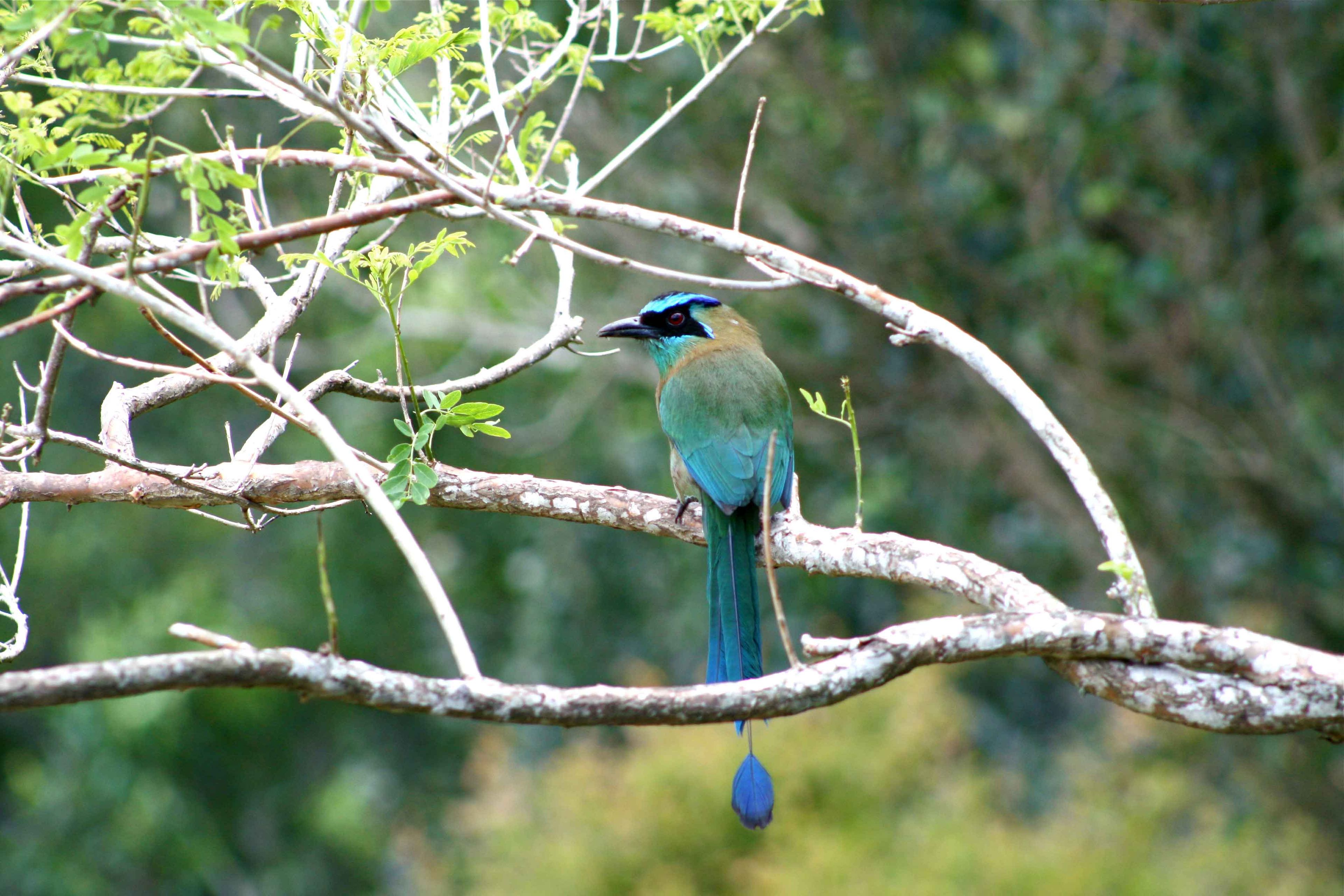 A bird perched on a branch.