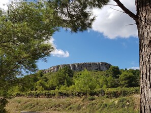 Un paysage montagneux avec un vignoble au premier plan et une falaise rocheuse en arrière-plan.