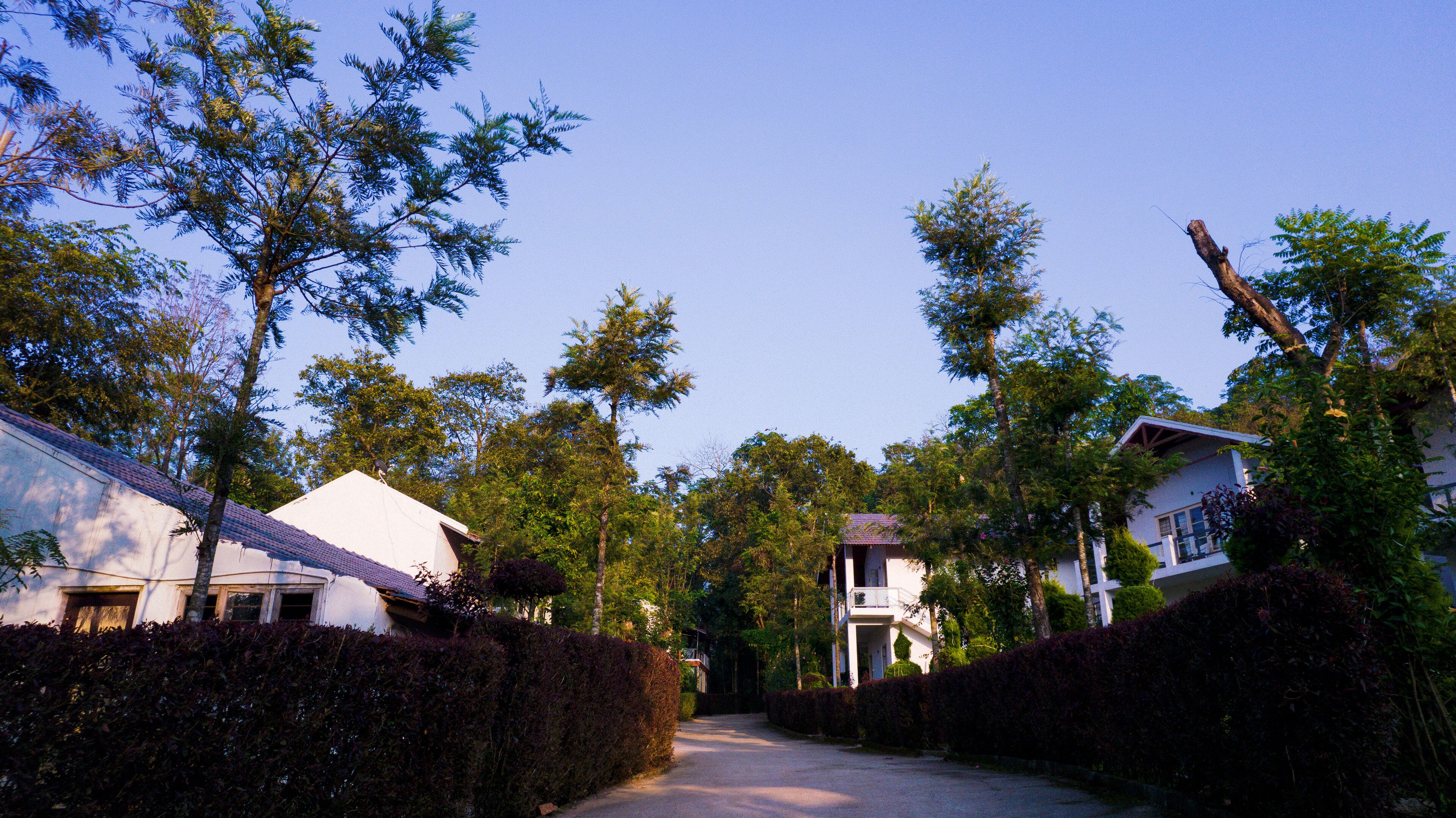 A residential street lined with houses, a clear sky, and dense greenery.