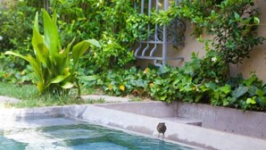A bird standing by a pool surrounded by lush greenery and a metal fence. - Antigua Fábrica Descals, Edificio Histórico (Olot)