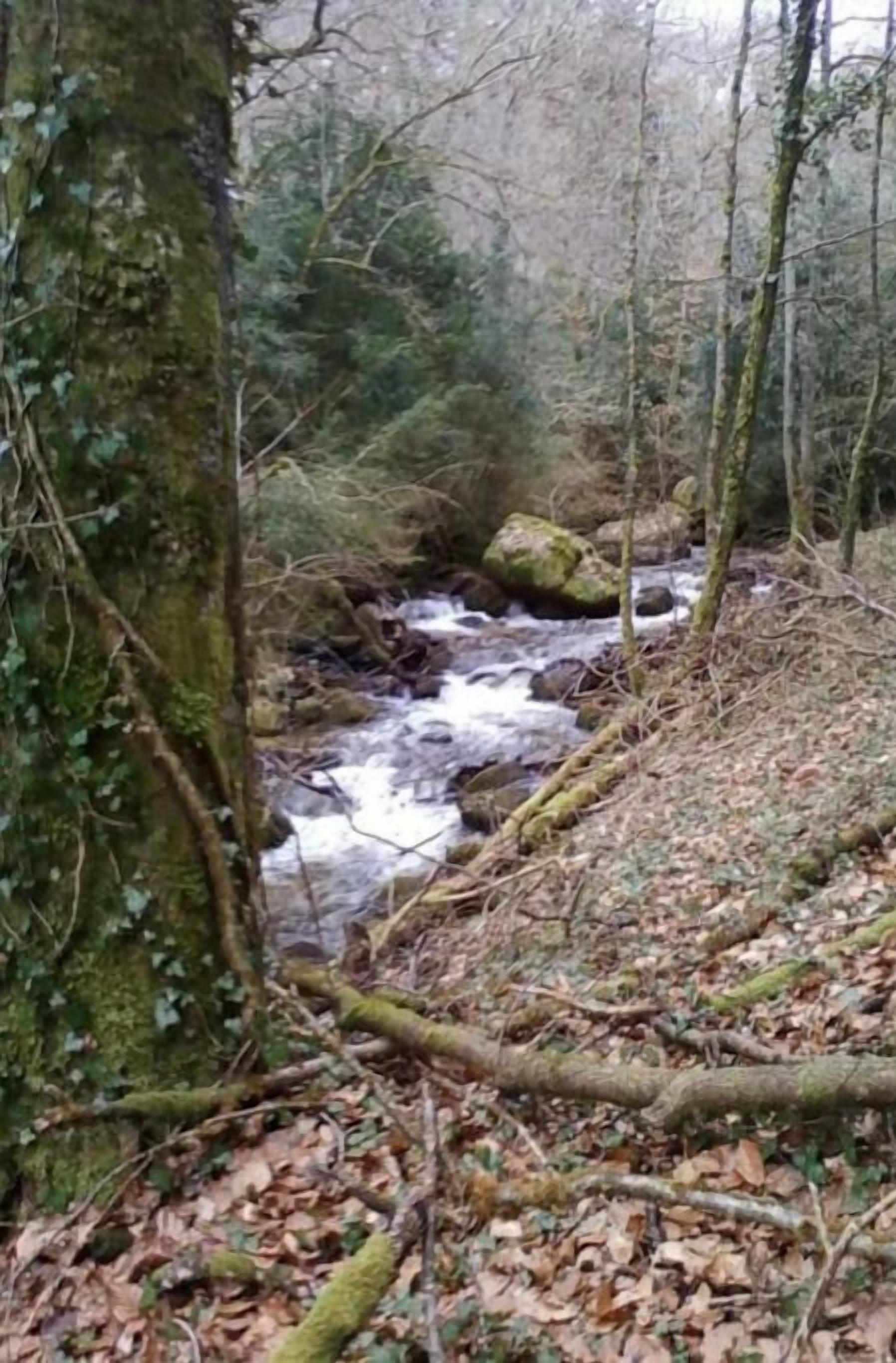 Ein bewaldetes Gebiet mit einem fließenden Bach.