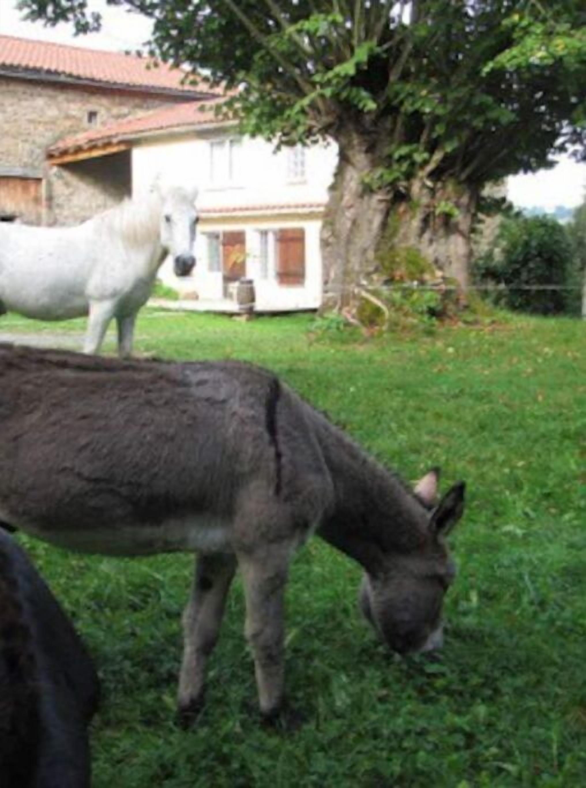 Een ezel graast op een grasrijke plek, met een witte paard op de achtergrond.
