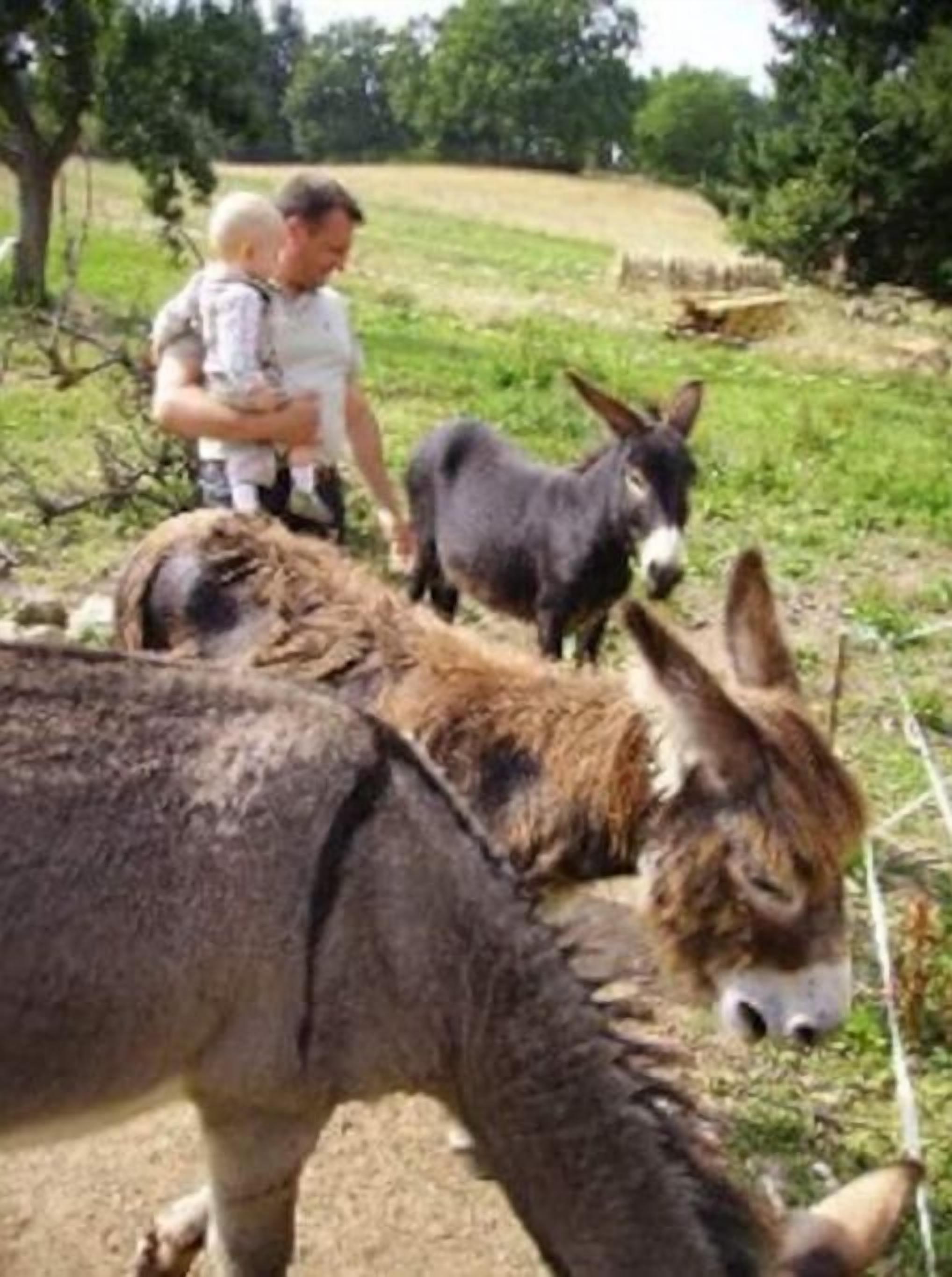 A donkey in a fenced area with a person and a child nearby.