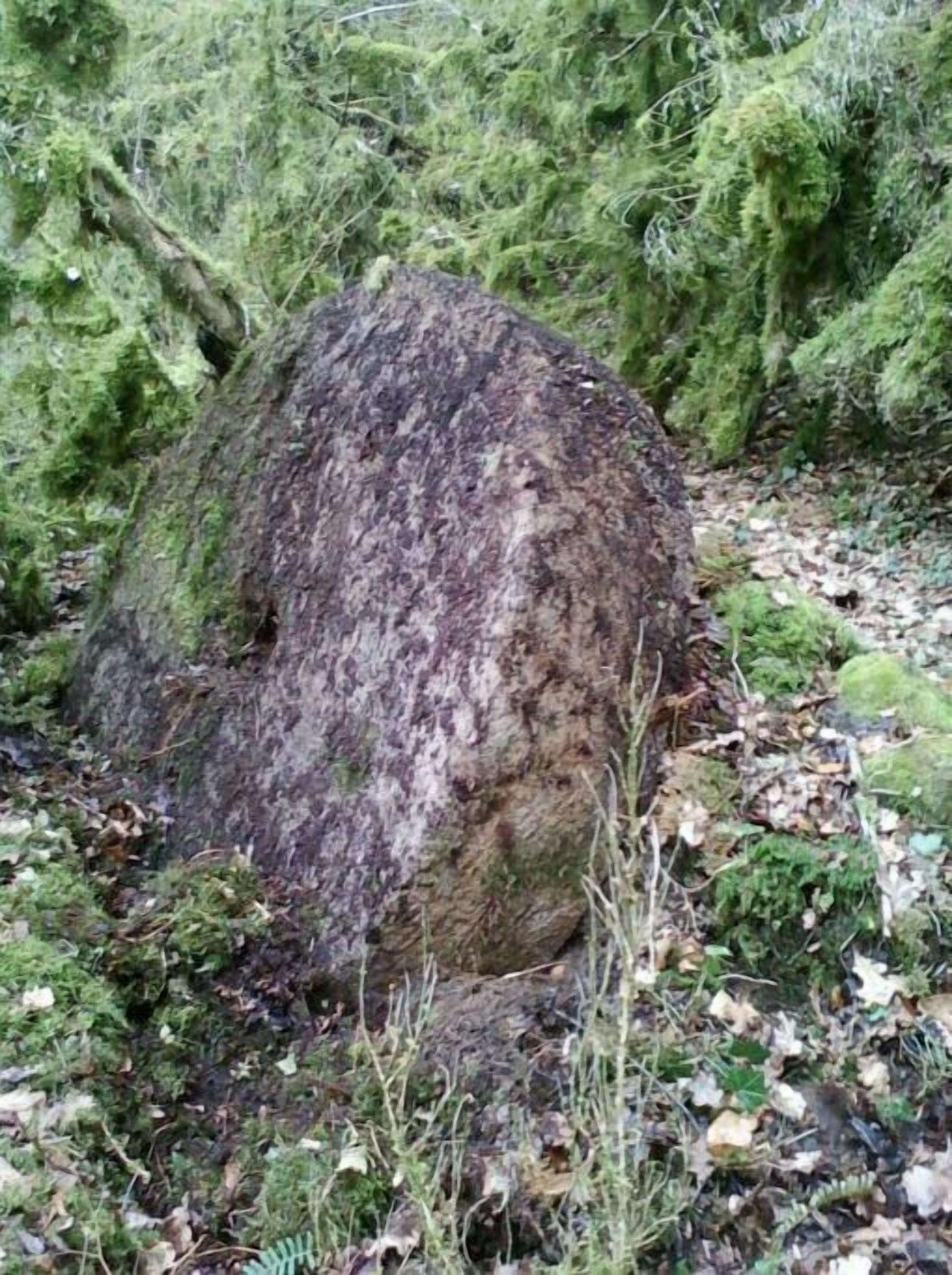 A large rock surrounded by moss and ferns in a forest setting.