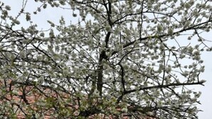 Un árbol con flores blancas frente a un edificio de piedra con contraventanas rojas y un escaparate de vidrio.