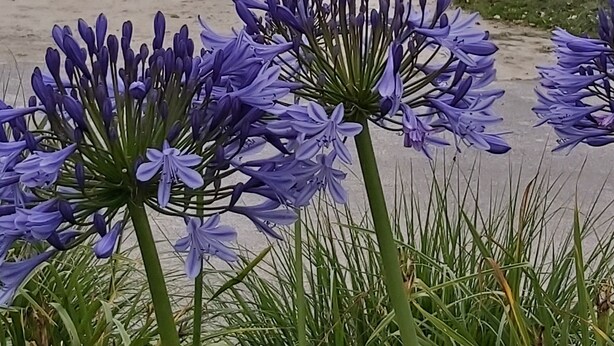 A beach with purple flowers in the foreground and a calm sea in the background.