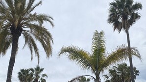 Un jardin avec des palmiers, une piscine et un bâtiment blanc en arrière-plan.