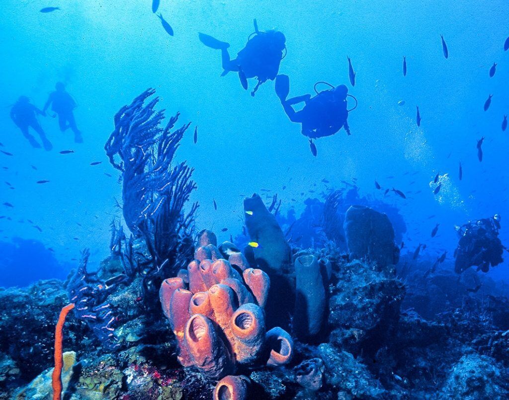 A diver exploring a coral reef with various marine life and underwater vegetation.