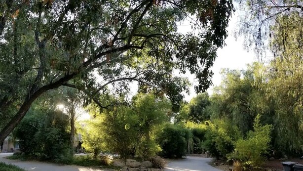 Un camino pavimentado que conduce a una zona residencial con abundante vegetación y árboles.