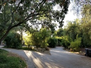 A paved driveway leading to a residential area with dense greenery and trees.