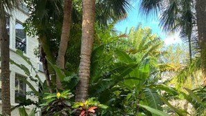 Ein gepflasterter Gartenweg, umgeben von üppigen tropischen Pflanzen und Palmen.