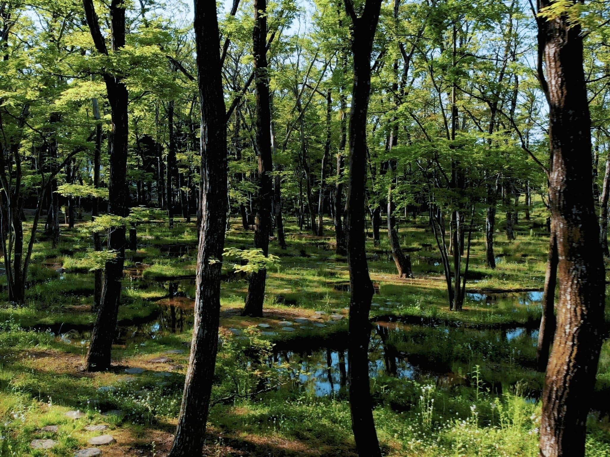 A forested area with tall trees and a small water body.