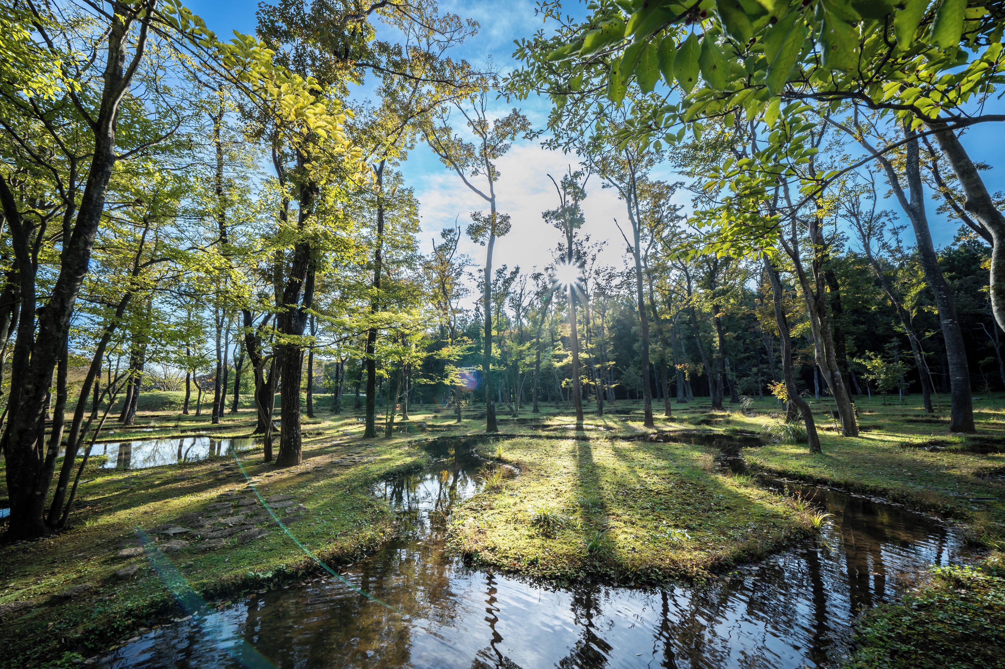 Une zone boisée avec un étang et des arbres.