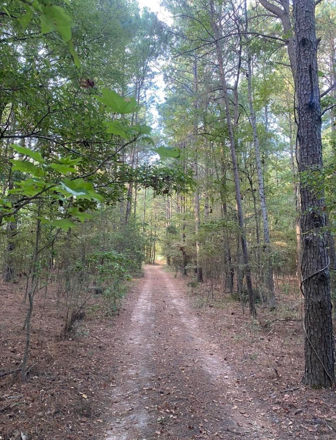 A forest trail surrounded by tall trees.