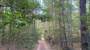 A forest trail surrounded by tall trees.