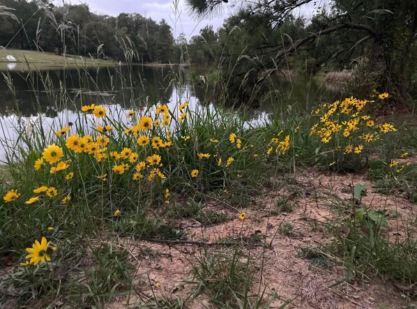 Un paisaje natural con un lago, flores amarillas y árboles.