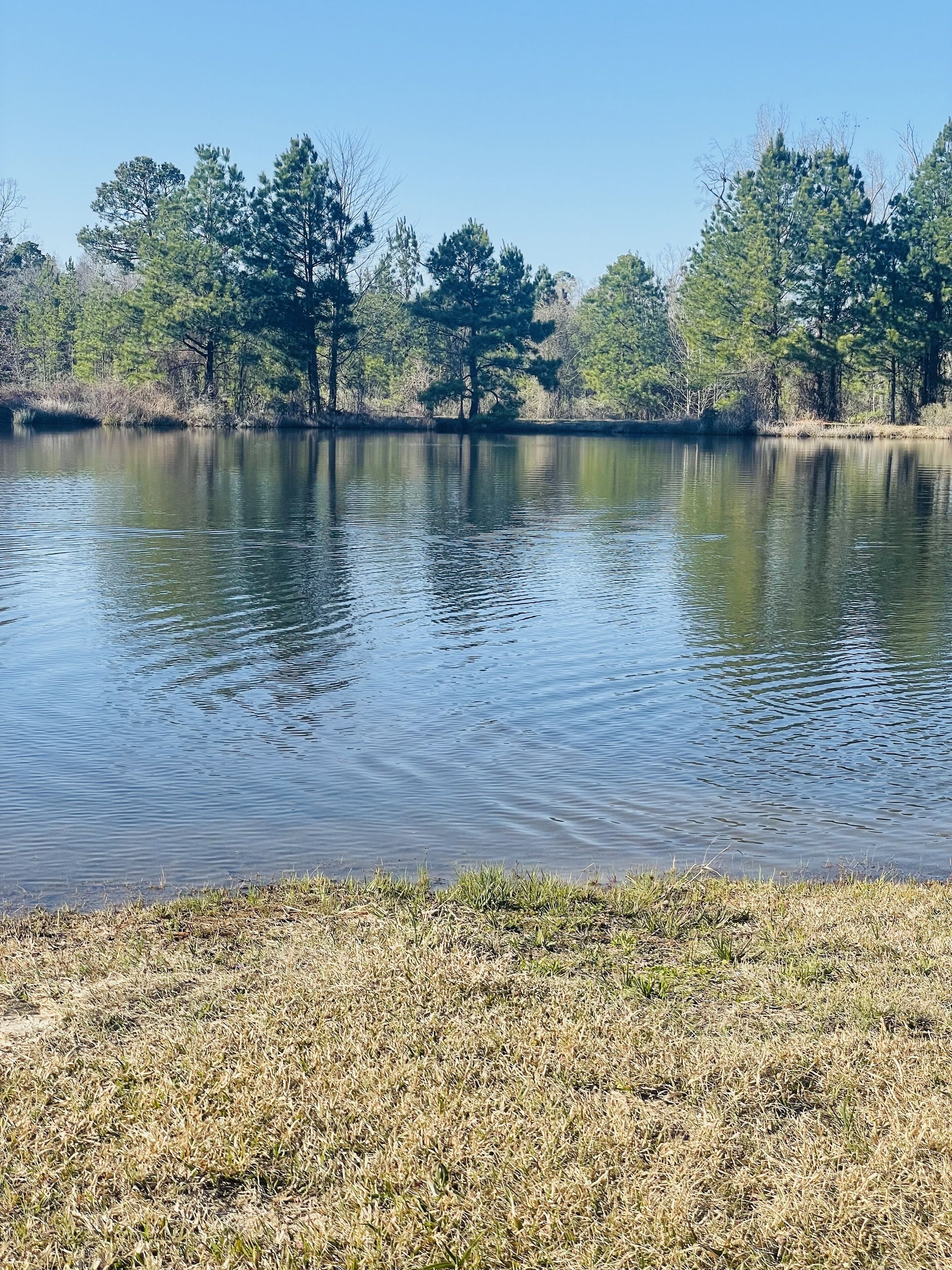A calm lake with a grassy shoreline and trees in the background.