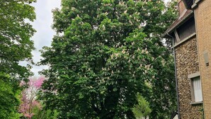 A large tree with dense foliage in front of a stone building with a sloped roof. - Demeure du saule Madame (Thieux)