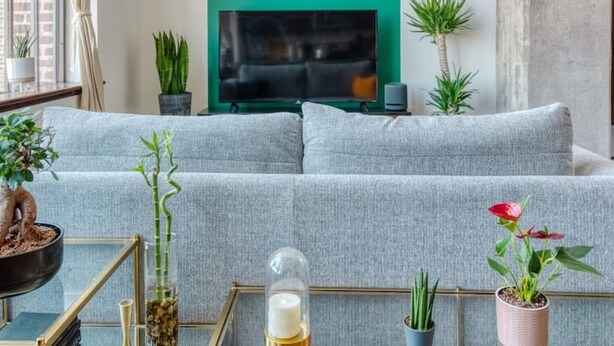 Ein modernes Wohnzimmer mit grüner Akzentwand, einem Flachbildfernseher, grauen Sofas und verschiedenen Pflanzen.