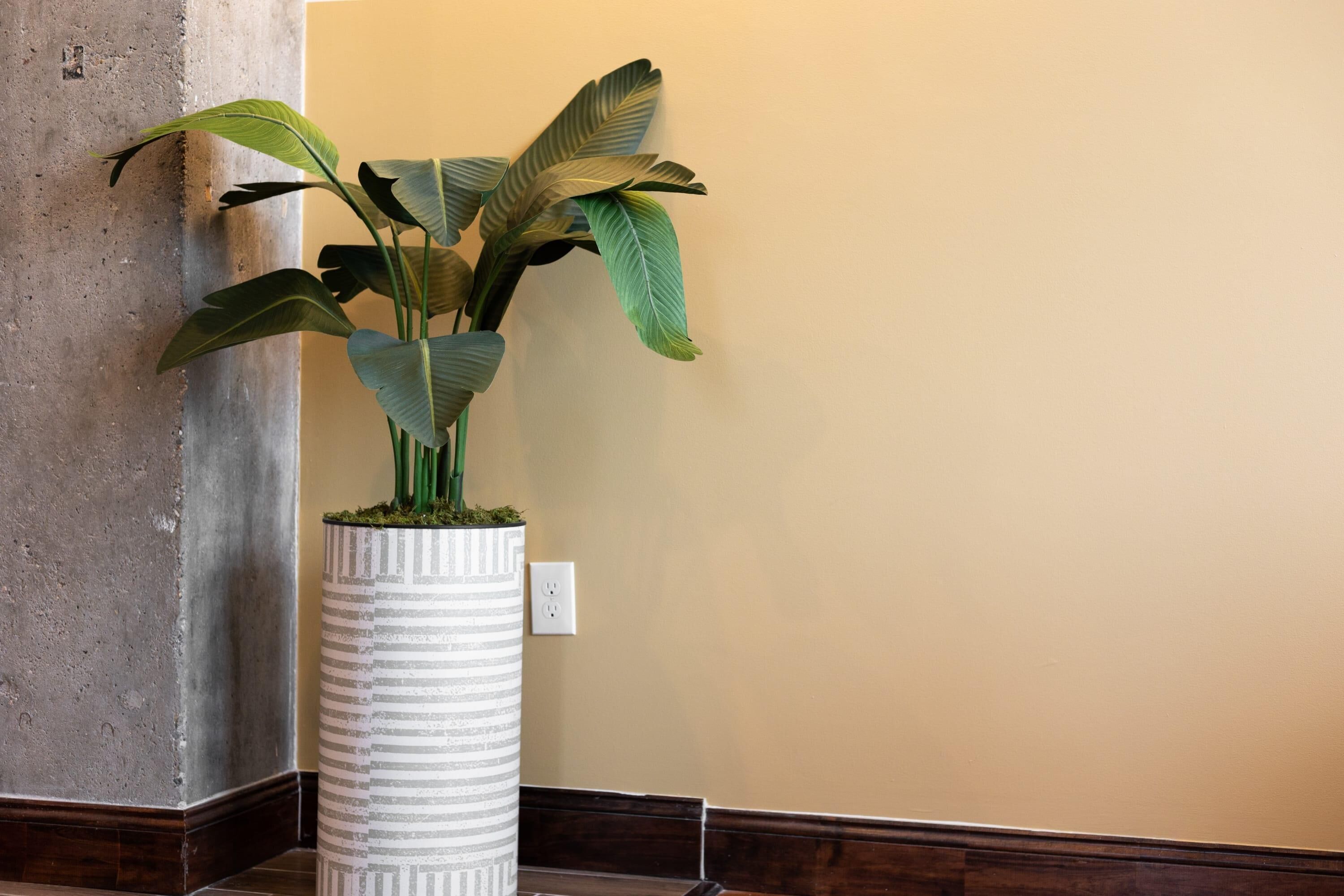 Een potplant met brede bladeren in een gestreepte pot, geplaatst tegen een muur met een stopcontact.
