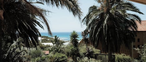 Vista d'un jardí amb palmeres i un edifici al fons.