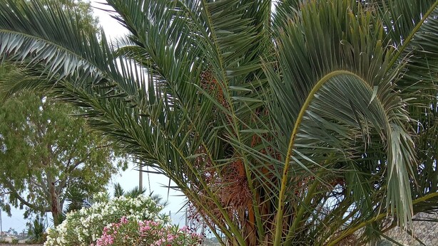 A garden with palm trees and pink flowers.
