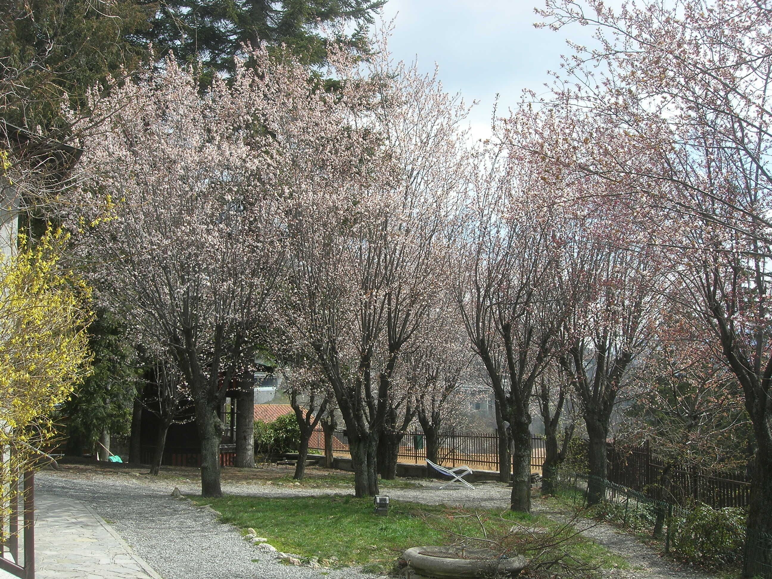 A park with cherry blossom trees, a paved path, and a metal bench.