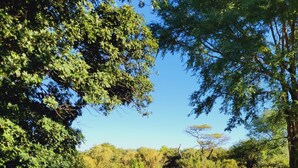 A grassy field with trees and a clear sky. - Thorn Tree House (Livingstone)