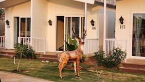 Iron/ironing board (on request), free WiFi - Casa De Turtle  (Shrivardhan)