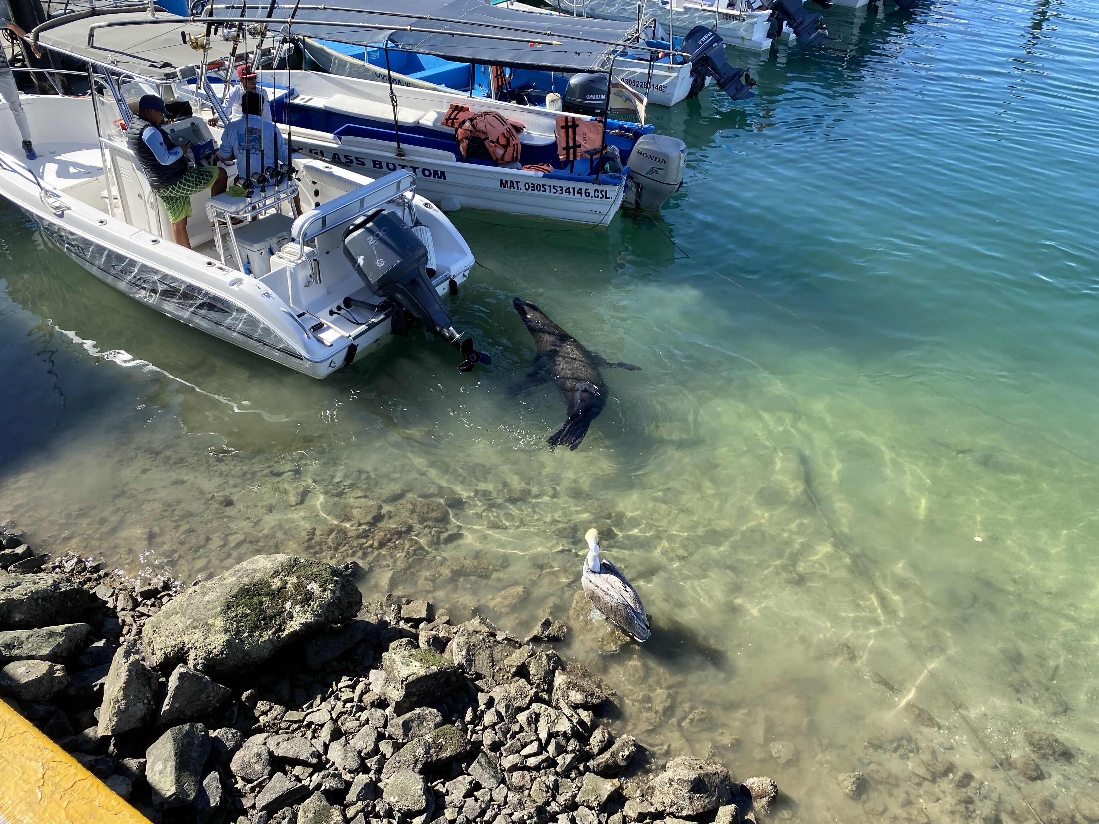 Eine Marina mit vertäuten Booten, klarem Wasser und einer felsigen Küstenlinie.