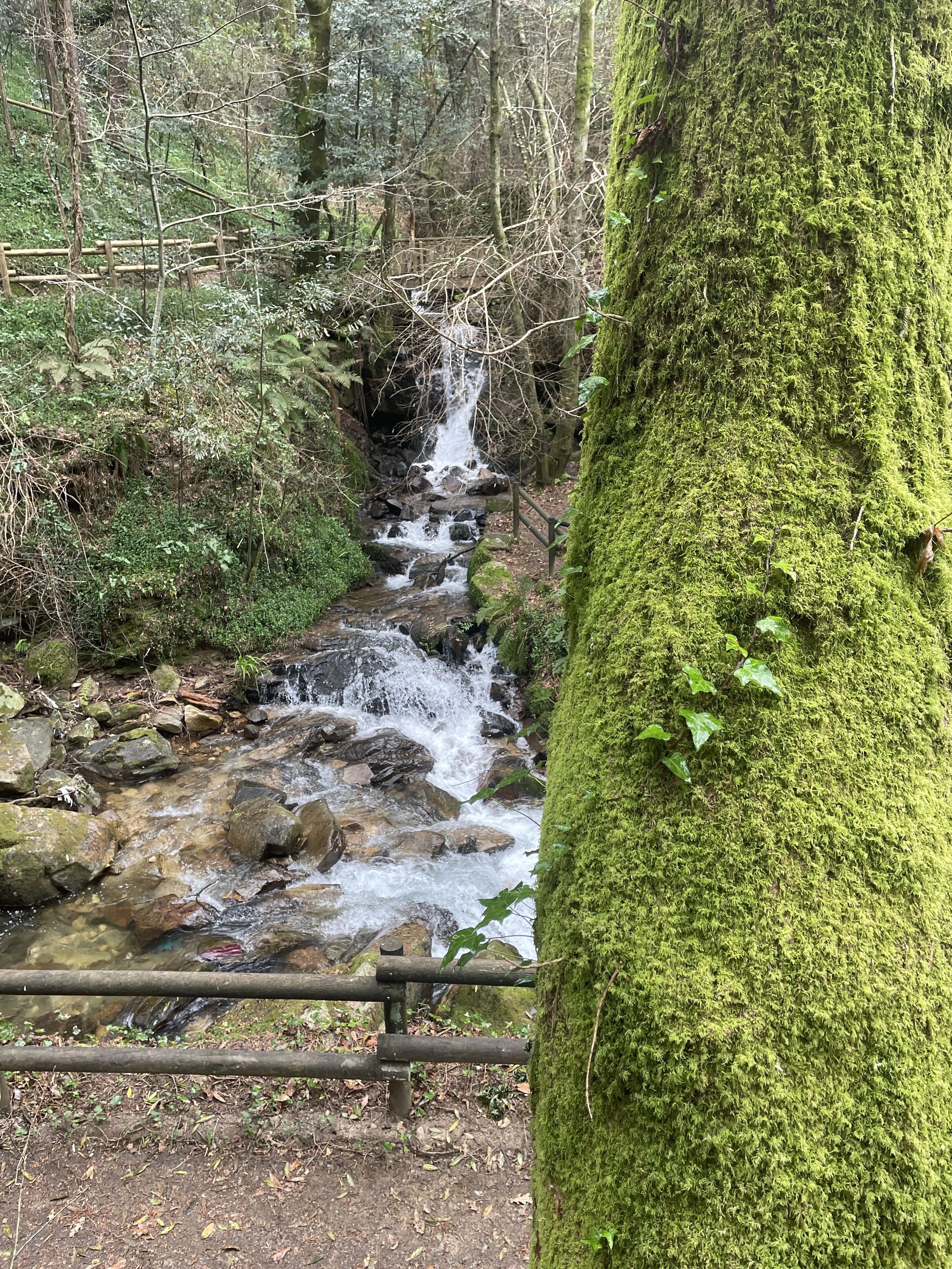 A forested area with a small stream flowing over rocks, surrounded by trees and a moss-covered tree trunk.